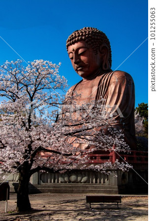 Great Buddha resting under cherry blossoms 101255063