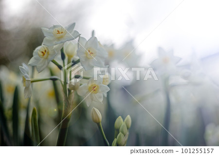 White daffodil White daffodil 101255157