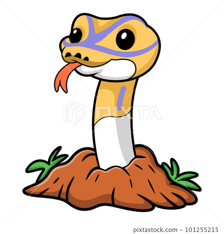 Cute banana pied ball python cartoon out from hole Cute banana pied ball python cartoon out from hole 101255215