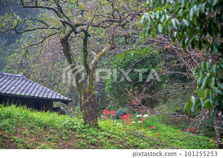 Ruins and red amaryllis Ruins and red amaryllis 101255253