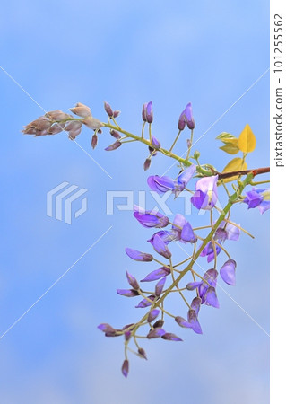 Bud-like wisteria flower Bud-like wisteria flower 101255562