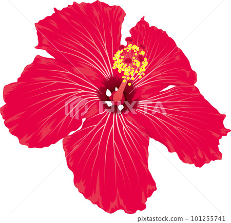 Bright red hibiscus flower tropical image 101255741