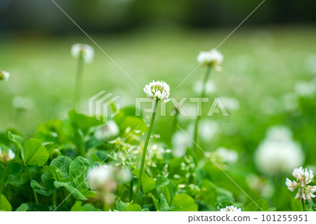 Clover white flowers 101255951