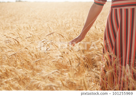 Young woman spending time outdoor, posing in field, faceless portrait of slim female wearing striped dress, beautiful nature, golden wheat, outdoor shot of grain, lady enjoing nature. 101255969