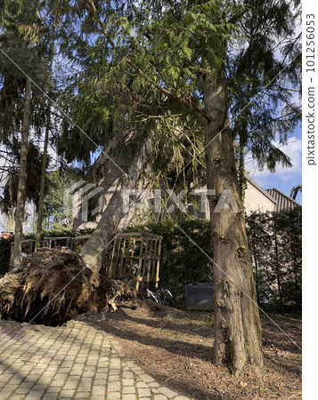 Natural disaster, cut down or fallen tree Natural disaster, cut down or fallen tree 101256053