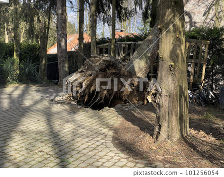 Natural disaster, cut down or fallen tree Natural disaster, cut down or fallen tree 101256054