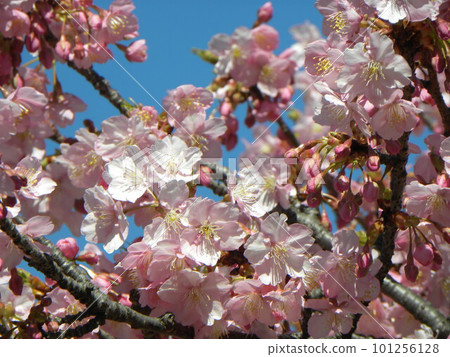Kawazu cherry blossoms in full bloom in front of Inage Kaigan Station Kawazu cherry blossoms in full bloom in front of Inage Kaigan Station 101256128