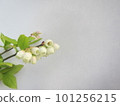 Blueberry flowers 101256215