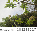 blueberry flowers blooming towards the sky 101256217