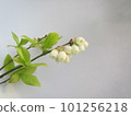 Blueberry flowers 101256218