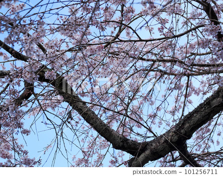 Weeping cherry blossoms at Nammyoji Temple in Hagi City Weeping cherry blossoms at Nammyoji Temple in Hagi City 101256711