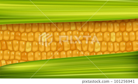 Yellow weet corn pattern between green leaf background. Fresh maize cob banner. Healthy vegetarian food vegetable vector agricultural background Yellow weet corn pattern between green leaf background. Fresh maize cob banner. Healthy vegetarian food vegetable vector agricultural background 101256941