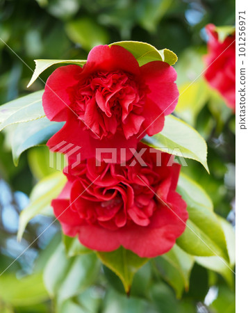 Red camellia with karako bloom Red camellia with karako bloom 101256971