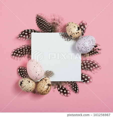 Easter frame made of quail eggs, square white paper and feathers on pink background. Flat layout, top view, copy space. 101256987