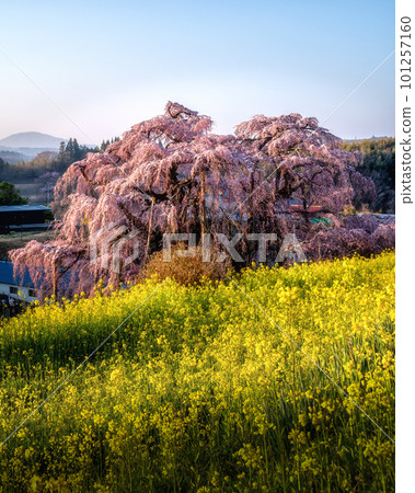Miharu Falls cherry blossoms in full bloom in Miharu Town, Fukushima Prefecture 101257160