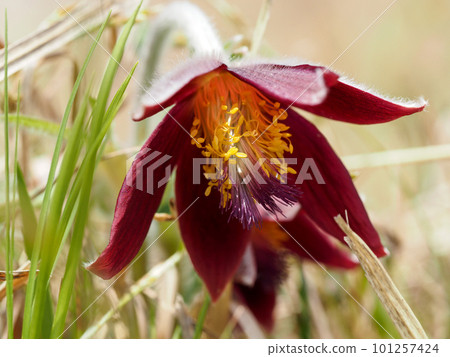 與衝草的風景 101257424