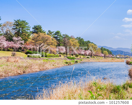 京都北山：鴨川的櫻花 101257608