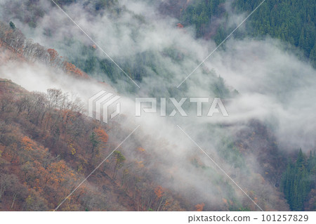 Autumn leaves mountain covered in fog 101257829