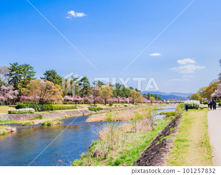 Kitayama, Kyoto: Cherry blossoms on the Kamogawa River Kitayama, Kyoto: Cherry blossoms on the Kamogawa River 101257832