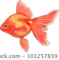 金魚 101257839