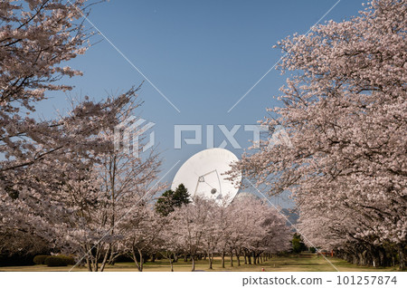 Takahagi City, Ibaraki Prefecture Sakura Space Park with cherry blossoms in full bloom 101257874