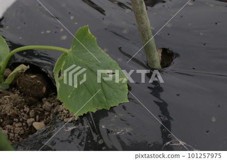 Black poly mulch with water passage holes 101257975