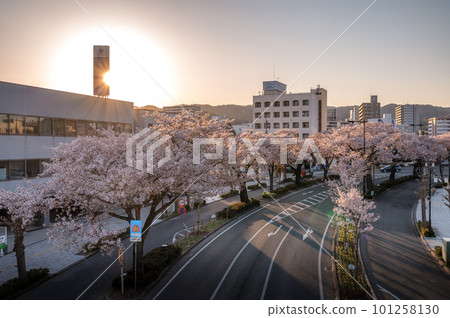 Hitachi City, Ibaraki Prefecture Cherry blossom trees along Heiwa-dori at dusk Hitachi City, Ibaraki Prefecture Cherry blossom trees along Heiwa-dori at dusk 101258130
