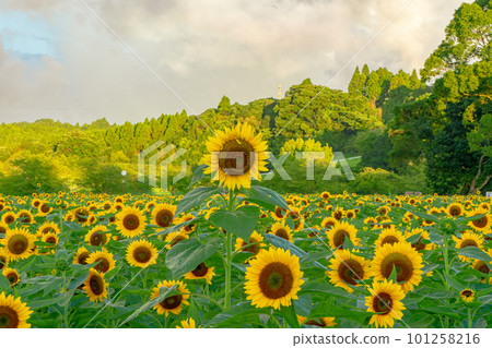 Sunflower of city agriculture center Sunflower of city agriculture center 101258216