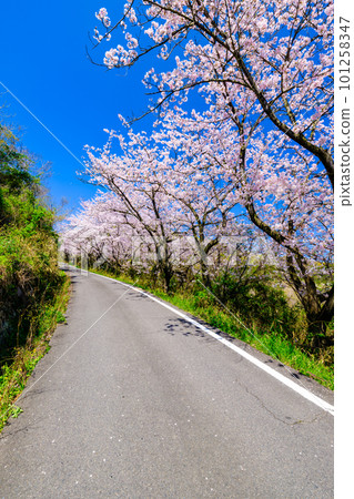 [Spring] Yoshino cherry blossoms in full bloom under the blue sky Megijima, Kagawa Prefecture 101258347