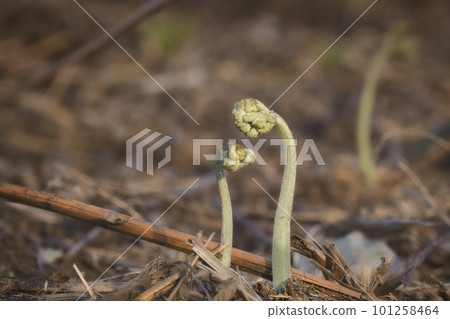 Wild vegetables and bracken that grow naturally in the grasslands 101258464