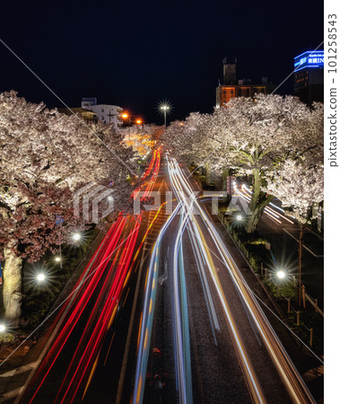 茨城縣日立市櫻花通夜景和汽車行駛軌跡 茨城縣日立市櫻花通夜景和汽車行駛軌跡 101258543