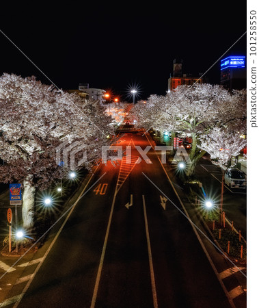 Hitachi City, Ibaraki Prefecture Night view of Sakura-dori and the trajectory of the car 101258550