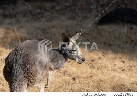 看看紅色的袋鼠 看看紅色的袋鼠 101258695