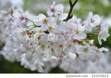 Cherry trees wet with rain Cherry trees wet with rain 101258919