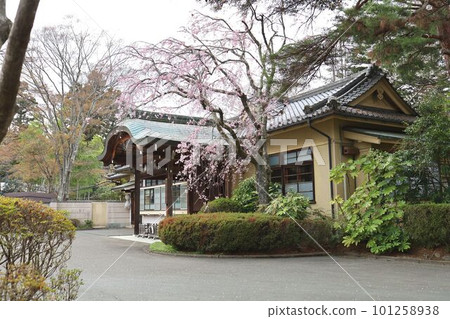 青葉城、護國神社和春天的櫻花 青葉城、護國神社和春天的櫻花 101258938