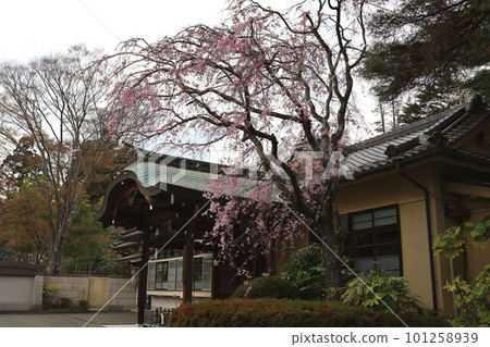 青葉城、護國神社和春天的櫻花 青葉城、護國神社和春天的櫻花 101258939