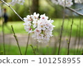 櫻花和嫩葉 101258955