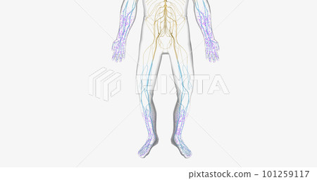 Guillain Barre syndrome is a rare disorder in which your body's immune system attacks your nerves. 101259117