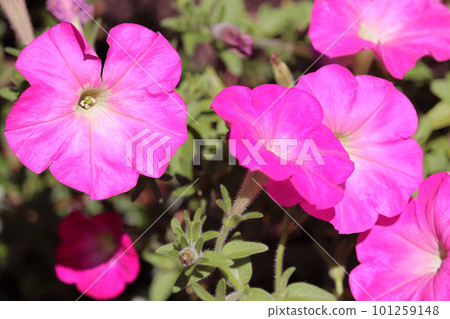 Pink flowers in full bloom 101259148