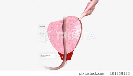The Prostate, Sagittal Cross Section 101259153