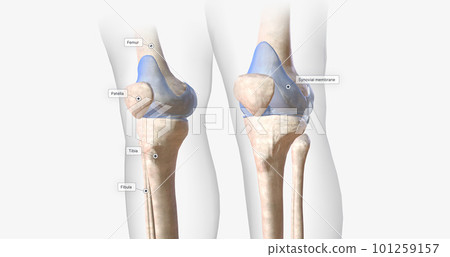 The knee joint contains ligaments, membranes, bursae, and cartilage that stabilize the joint during flexion, extension, and rotation. 101259157
