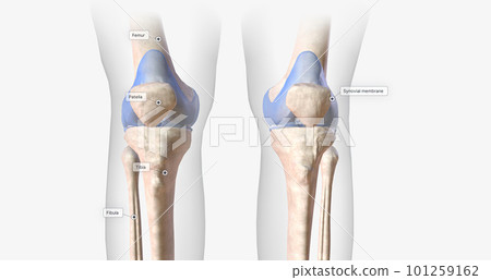The knee joint contains ligaments, membranes, bursae, and cartilage that stabilize the joint during flexion, extension, and rotation. 101259162