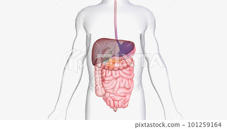 In between meals, glucose stores in the liver are released into the bloodstream. 101259164