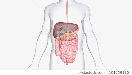 In between meals, glucose stores in the liver are released into the bloodstream. 101259180