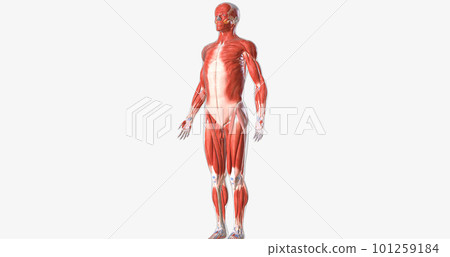 The musculoskeletal system contains the muscles and bones of the body. 101259184