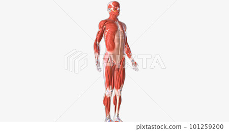 The musculoskeletal system contains the muscles and bones of the body. The musculoskeletal system contains the muscles and bones of the body. 101259200