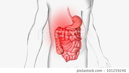Abdominal pain is a common symptom that affects the digestive organs within the abdomen. 101259248