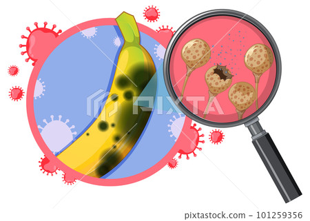 Inedible banana with mould Inedible banana with mould 101259356