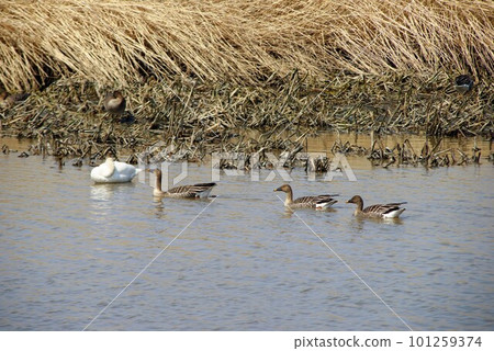 三隻Ankers在水面上並排游泳 照片素材【地點：北海道天鹽町】 101259374