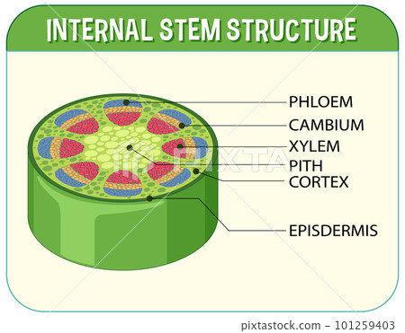 Internal structure of stem diagram Internal structure of stem diagram 101259403